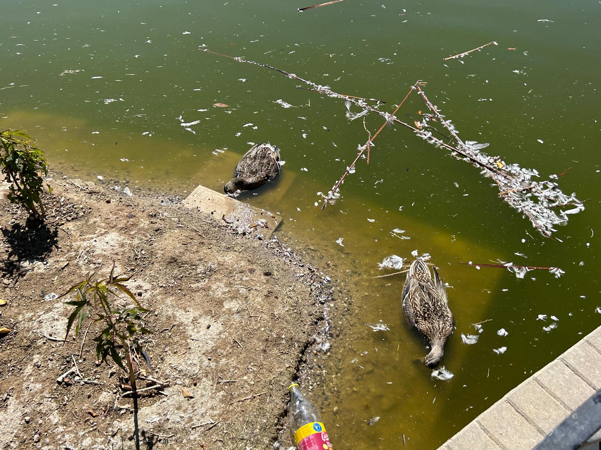 Contaminación Parque del Oeste 2